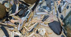 Вчені зробили батарею з крабових панцирів: вона витримала понад 1000 заряджань
