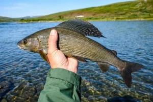Держрибагентство зарибило водойми Закарпаття 17,4 тис. екземплярів харіуса